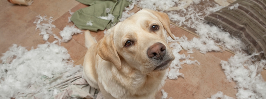 un labrador a tout déchiqueté  