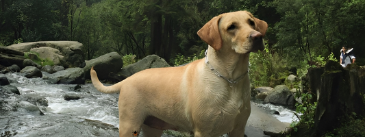 un chien dans une foret au bord d'une cascade, il a un tique sur la patte 