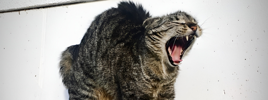 Chat tigré qui fait le dos rond et qui montre ses canines