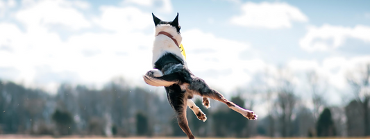 un chien  noir et blanc de dos saute dans les airs 