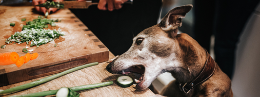 un chien vole un tranche de courgette sur la table de la cuisine 