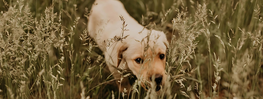 chiot labrador crème qui marche dans de longues herbes 