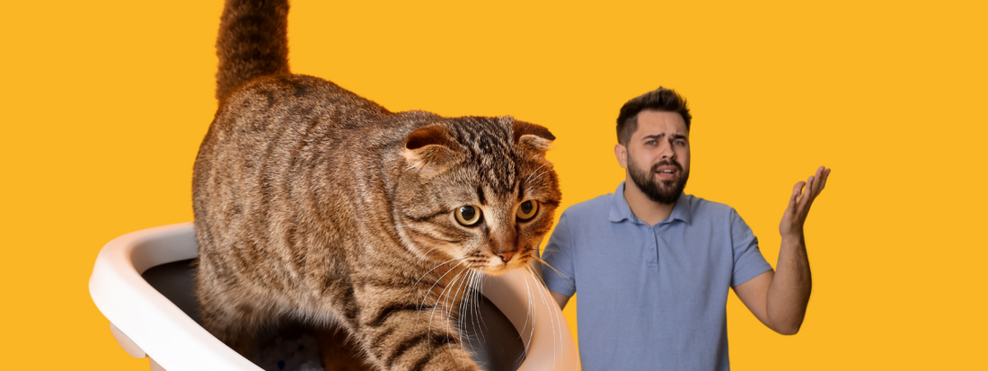 chat qui fait dans une litiere un homme se demande pourquoi en levant les bras 
