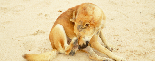 un chien qui se gratte sur une plage 