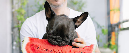Pourquoi les Aliments Naturels Sont Essentiels Pour Votre Chien ?