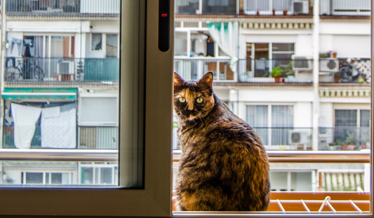 un chat écaille de tortue sur un balcon