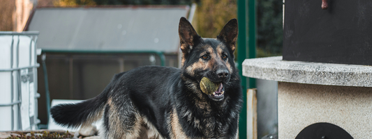 un berger allemand avec une balle de tennis dans la gueule