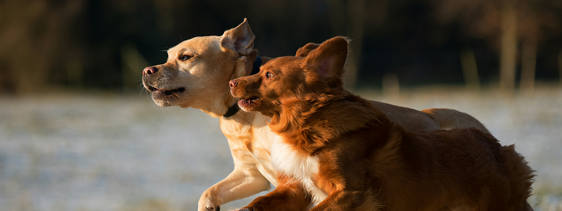 deux chiens de côté courent ensemble 