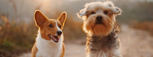 deux petits chiens sur fond de coucher de soleil sur un chemin 