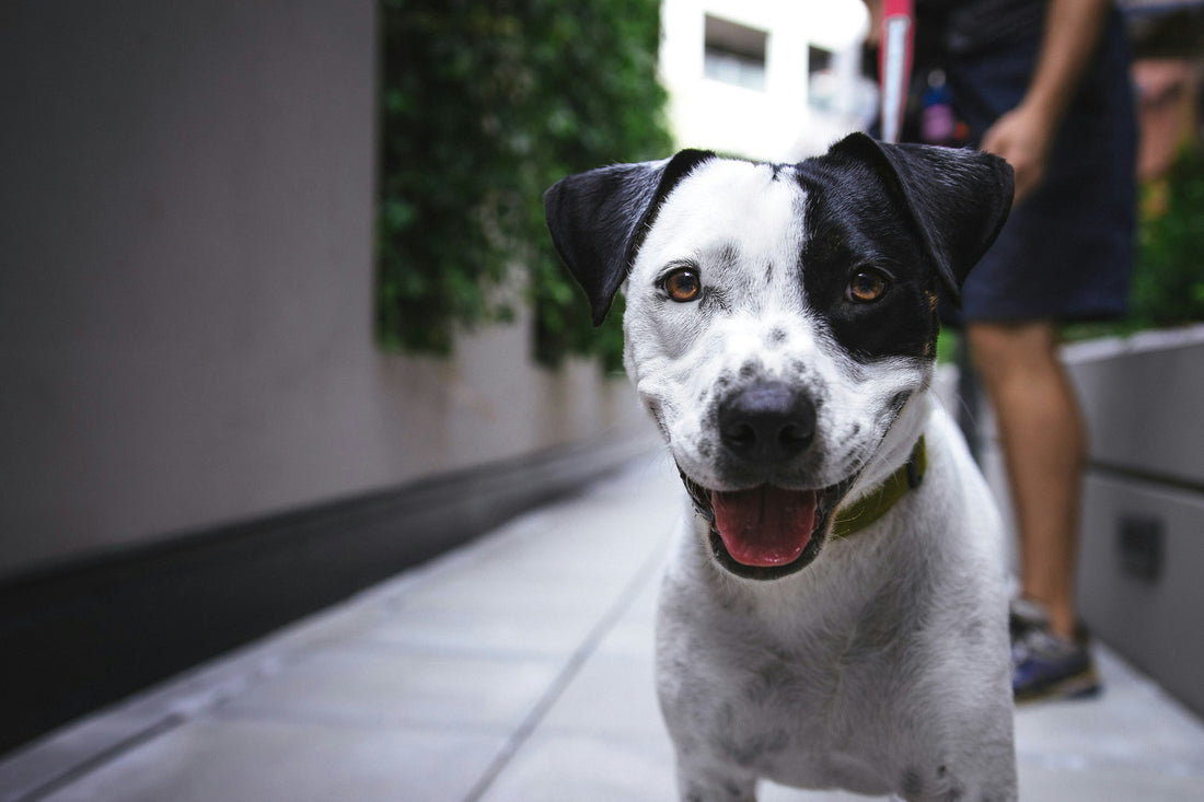 un chien noir et blanc de face , il est heureux