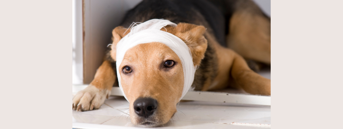 un chien allongé avec un bandage sur la tête 
