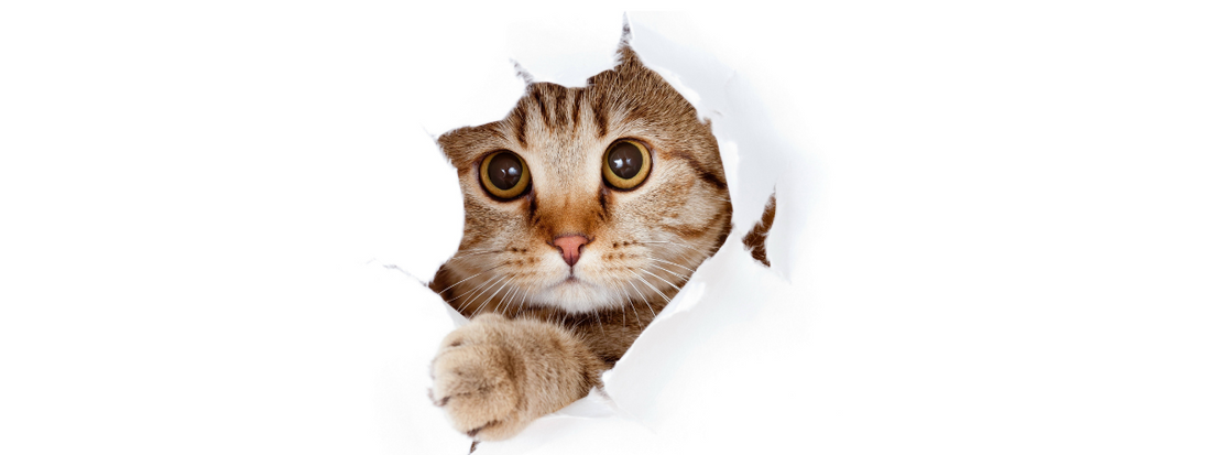 un chat trop mignon passe la tête d'un papier blanc déchiré