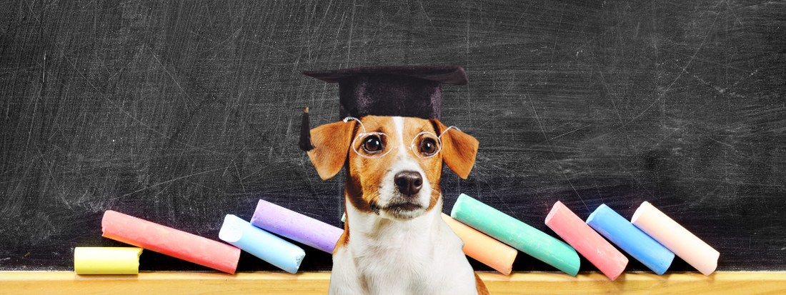 un chien avec un chapeau de diplômé devant un tableau noir 