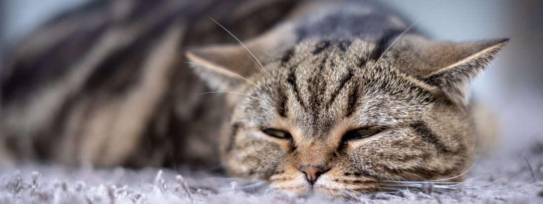 un chat tigré mal en point 