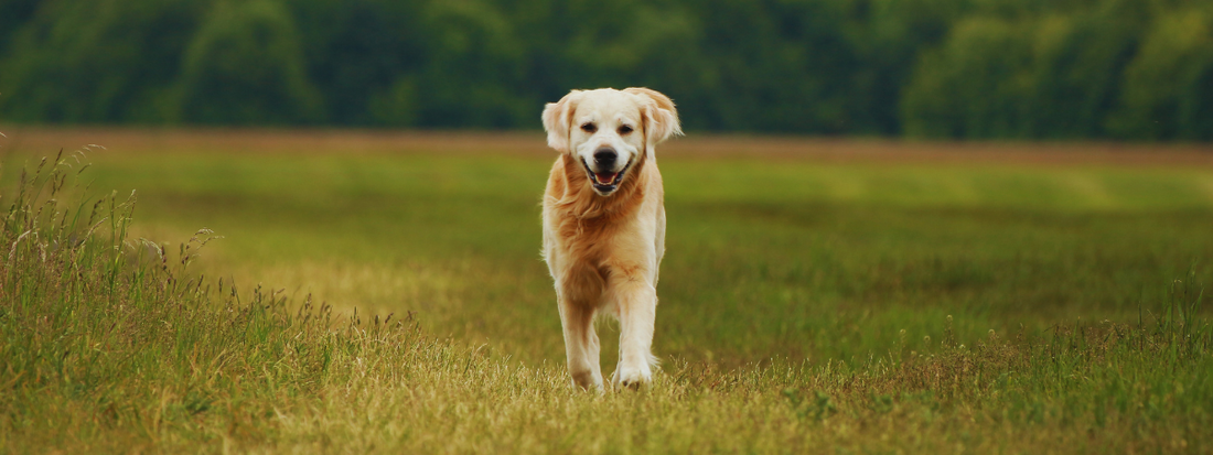 un chien blanc  seul dans un champs 