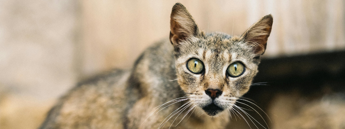 Cancer chez le chat : symptômes, diagnostic et traitements