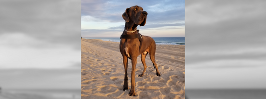 un dogue allemand sur la plage 