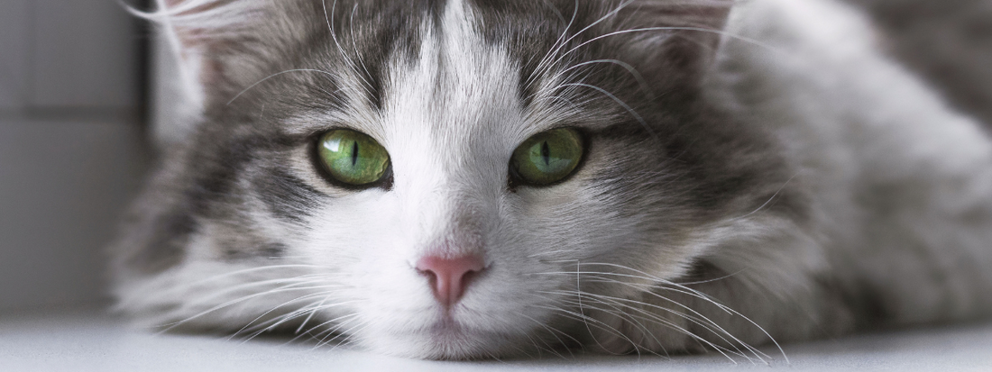 Un joli chat tigrés blanc nous regarde 