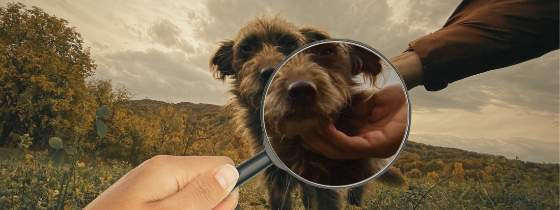 un chien est caressé, il ya une loupe qui agrandit l'endroit de la caresse  