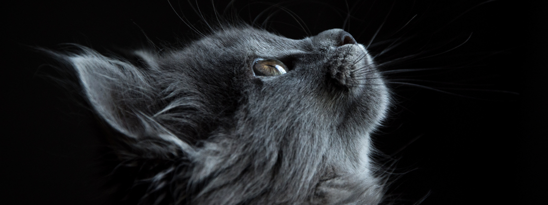 un chat chartreux regarde vers le haut sa tête est de profil 