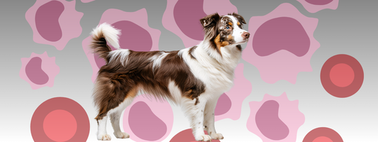 un chien debout de profil il y a l'illustration d'un lymphome en fond 