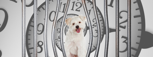 un petit chien blanc derriere des barreaux en fond une horloge géante 