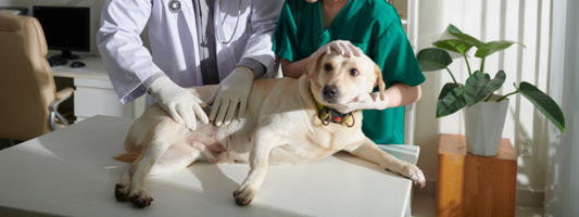 une petite chienne blanche se fait palper par un vétérinaire 