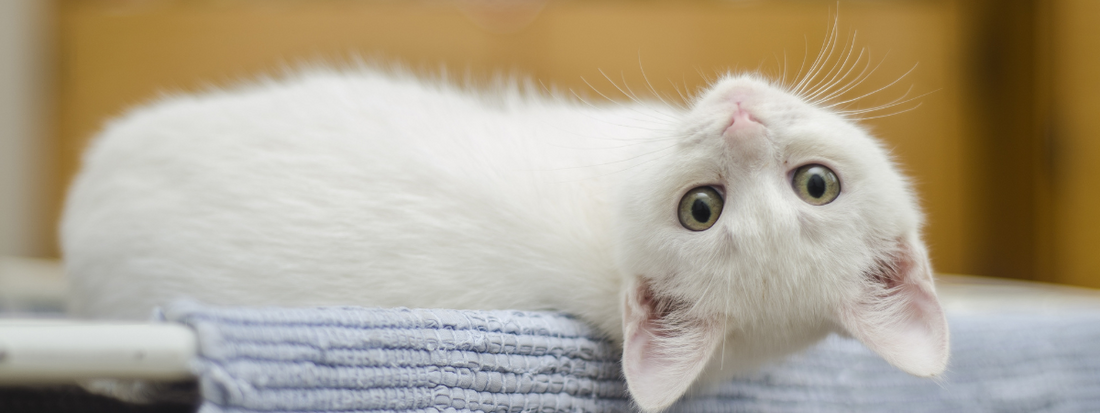 un petit chat blanc allongé la tête en arrière 