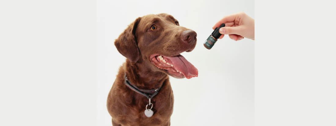 un chien marron chocolat une main tend carebd essentiel 