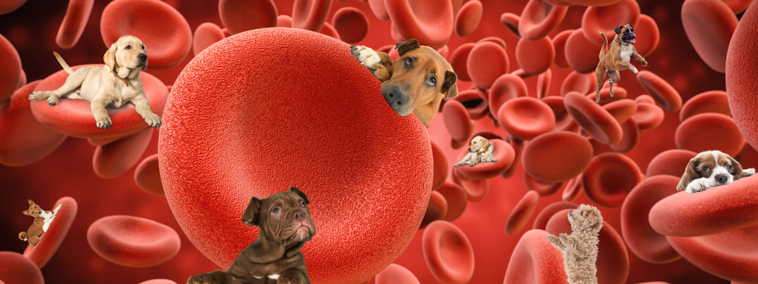 des cellules sanguines en gros plan ,il des chien disséminés partout 