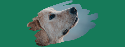 la tête d'un labrador sur un fond vert couleur de l'espoir 