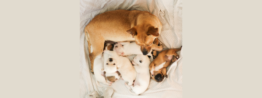 une chienne vu de haut avec une portée de chiots 