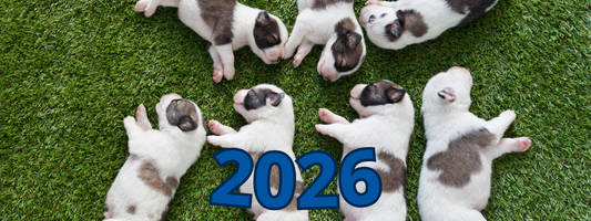 Nom de chien en B 2026 : 469 idées originales et drôles