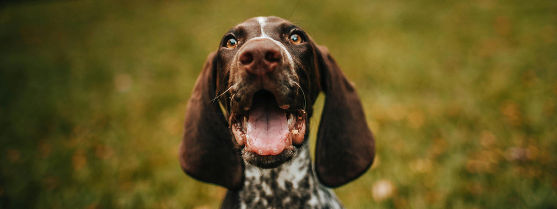 un chien a la gueule grande ouverte !