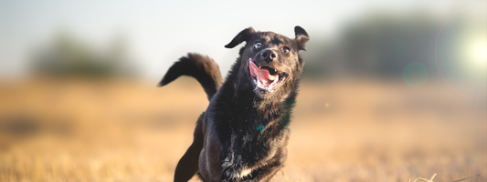 un chien noir comme un fou dans un champ 