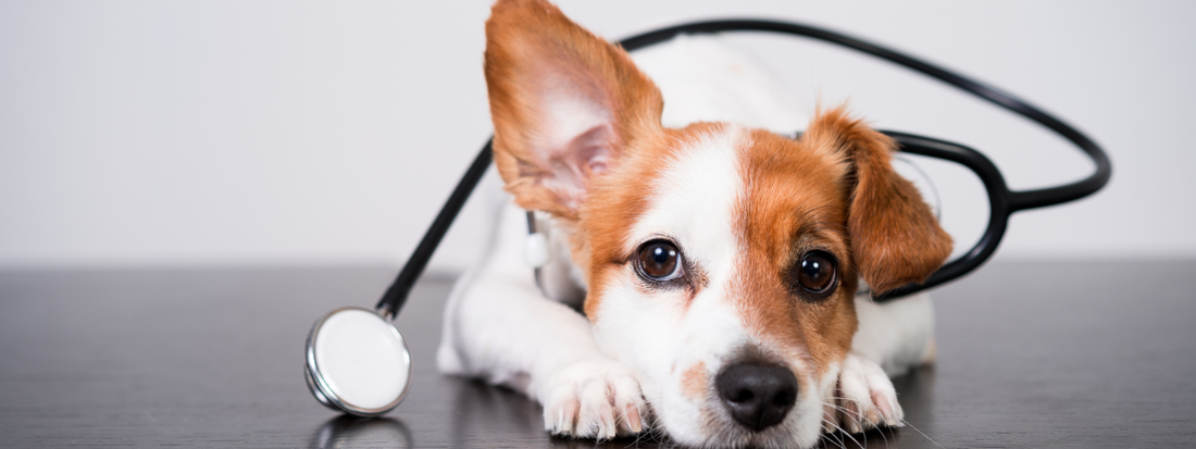 Un chien avec un stéthoscope autour du cou  