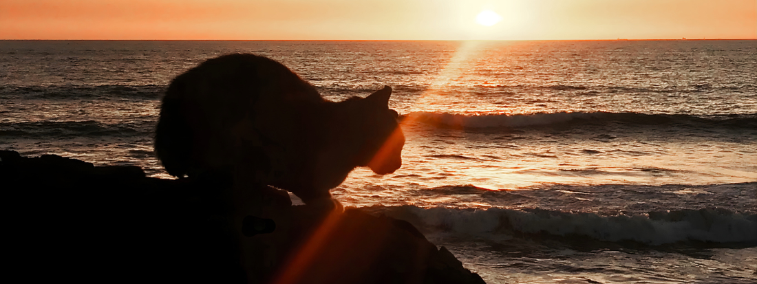 Vivre avec un chat atteint de cancer : ce qu'il faut savoir !