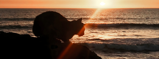 Vivre avec un chat atteint de cancer : ce qu'il faut savoir !