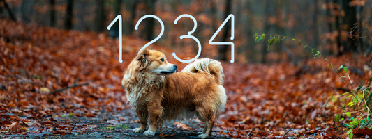 un chien en forêt il y a les chiffres 1 2 3 4 derrière lui 