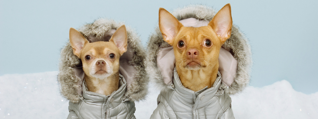 Vêtements pour chien : gadget ou besoin réel en hiver ?