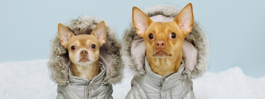 Vêtements pour chien : gadget ou besoin réel en hiver ?
