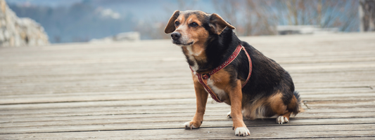 un vieux chien sur une passerelle en bois 