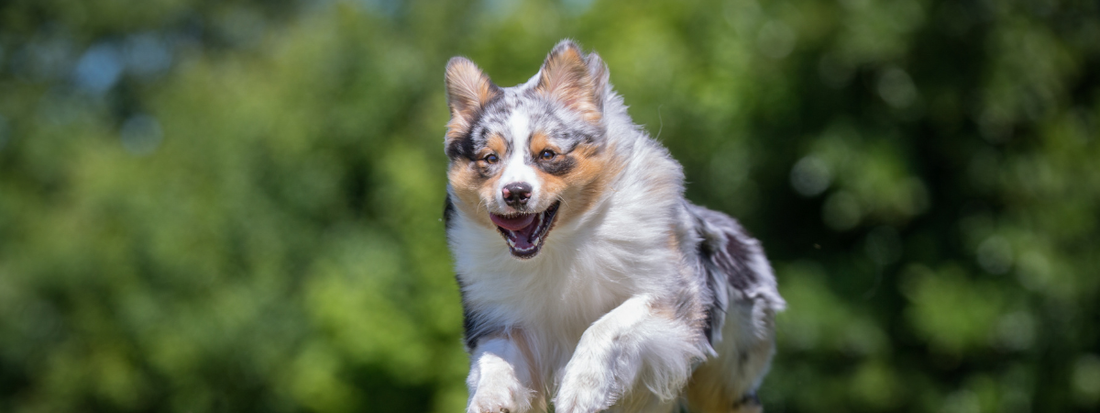 un berger australien saute dans les airs 