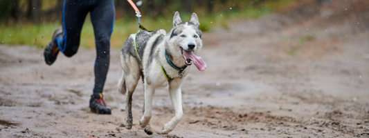un chien fait du cani-cross avec son maitre dans une forêt 