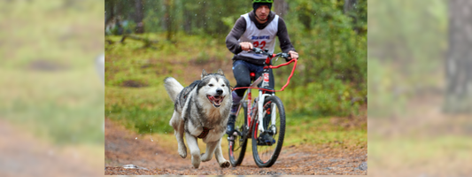 un chien et son maitre font du cani vtt en forêt 