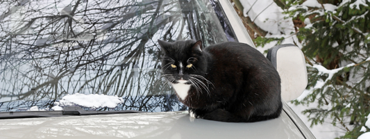 Avant de démarrer en hiver, pensez aux chats