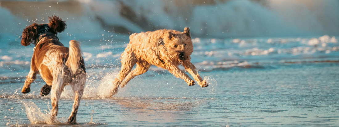 deux chiens jouent sur la plage 