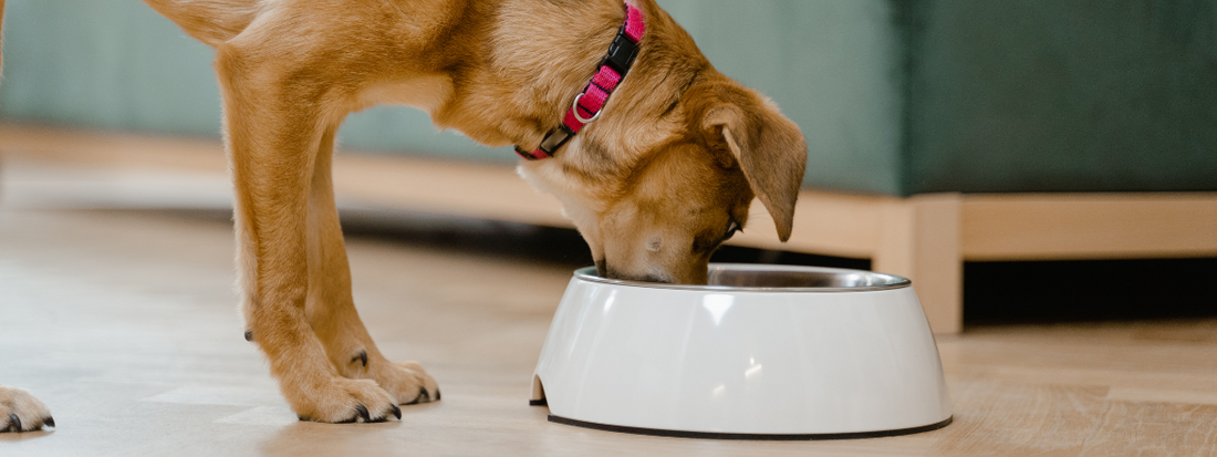 un chien mange dans sa gamelle 