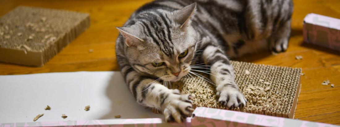 un chat allongé casse son grattoir 