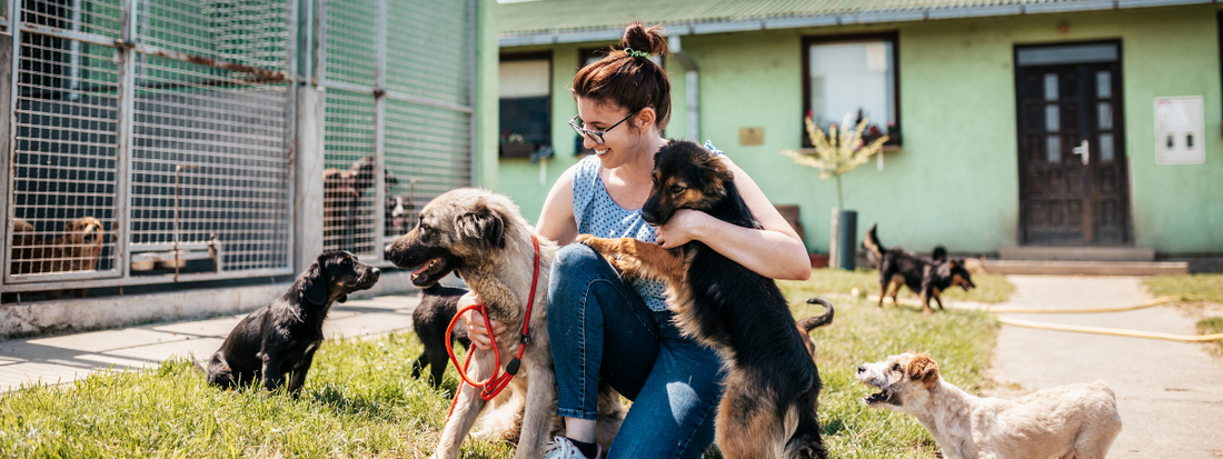 une femme entourée de chien dans un refuge 